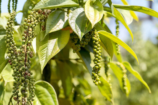 Black Pepper Plant Live | Piper nigrum Rooted Starter Plant | Tropical Peppercorn Vine | Edible Spice Plant | USA Seller