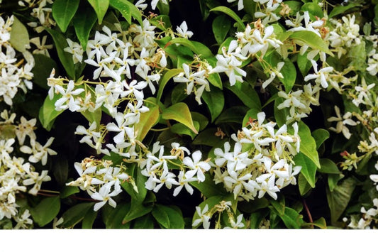 Night Blooming Jasmine Live Plant | Cestrum nocturnum | Intensely Fragrant Night Flowering Tropical Shrub | Jasmine Starter