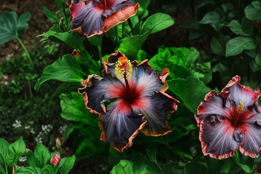 Madagascar Hibiscus Live Plant | Hibiscus Starter Plant | 3–5" Rooted Mallow | Malvaceae Flowering Garden Plant | Free Ship