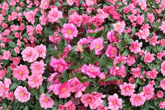 Dad's Pink Camellia Japonica Live Plant | Pink Flowering Camellia Starter | Evergreen Shrub | 1 Live Garden Plant