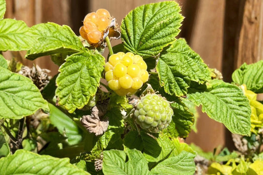 Fall Gold Everbearing Raspberry Live Plant | Yellow Raspberry Bush | 1 Quart Nursery Plant | Sweet Golden Berry Fruit Plant