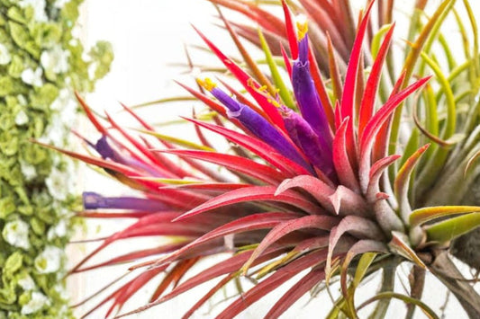 5 Ionantha Fuego Air Plants | Live Tillandsia Ionantha | Red Blushing Air Plant Pack | Easy Care Tropical Plants | No Soil