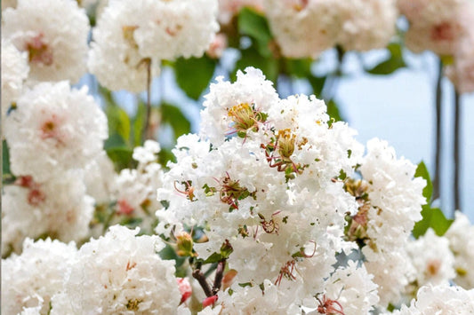 2 White Crape Myrtle Live Plants | Snow White Crepe Myrtle Tree Starters | Flowering Shrub | Fast Growing Landscape Plants