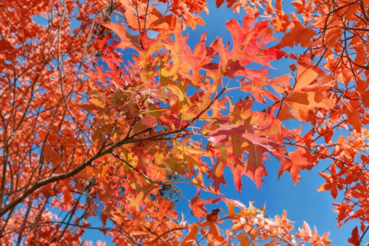 Pin Oak Tree Live Plant | Quercus palustris | 12–24" Starter Tree | Bare Root Native Oak Sapling | Fall Color Shade Tree
