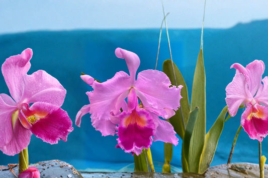 Cattleya trianae Orchid Live Plant | ‘For The Living’ AM x ‘Luscious Lips’ | Species Orchid Hybrid Cross | 4" Pot