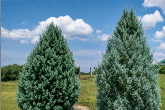 Carolina Sapphire Arizona Cypress Live Tree | Cupressus arizonica | Full Gallon Evergreen Plant | Blue Green Privacy Tree
