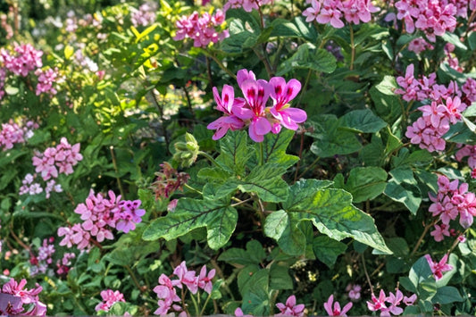 4 Lavender Pink Scented Geranium Cuttings | Pepper Scented Pelargonium Live Cuttings | 6" Unrooted Plant Starts