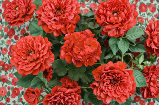 5 Orange Red Zonal Geranium Cuttings | Pelargonium Live Plant Cuttings | 6" Fresh Unrooted Starter Cuttings | Flowering Plant