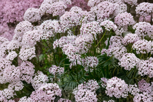 Valerian Live Plant | Valeriana officinalis Rooted Starter | Fragrant Flowering Perennial Herb | Pollinator Garden Plant