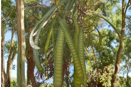 Guaje Huaje Live Plant | Leucaena leucocephala | 6–12" Starter Tree | Fast Growing Tropical Legume Plant