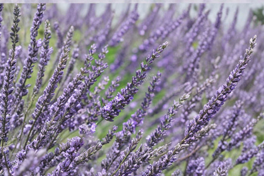 Phenomenal Lavender Live Plant | Lavandula x intermedia ‘Phenomenal’ | 4" Potted Lavender | Fragrant Perennial | Sequim WA Grown