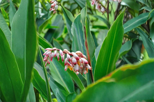 Shell Ginger Live Rhizome | Alpinia zerumbet Porcelain Lily | 1 Live Tropical Ginger Plant | Fragrant Exotic Flower Starter