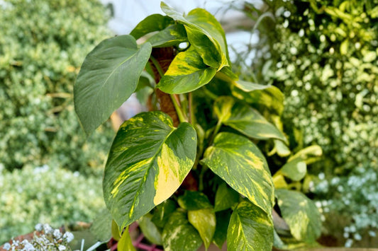 Giant Golden Pothos Live Plant | Variegated Hawaiian Pothos | Rooted Climbing Tropical Houseplant | 2.5" Pot