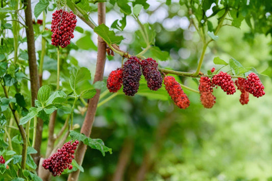 Dwarf Everbearing Mulberry Live Plant | Morus Fruit Tree Starter | Sweet Mulberry Tree | Edible Garden Plant | Free Shipping