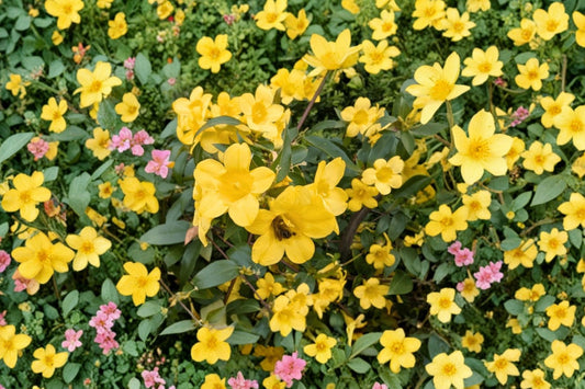 6 Carolina Jasmine Live Plants | Yellow Carolina Jessamine Rooted Starter Vines | Gelsemium sempervirens Climbing Plants