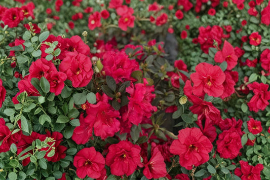 Red Ruffle Azalea Live Plant | Rutherford Hybrid Azalea | Red Flowering Evergreen Shrub | 1 Quart Garden Plant