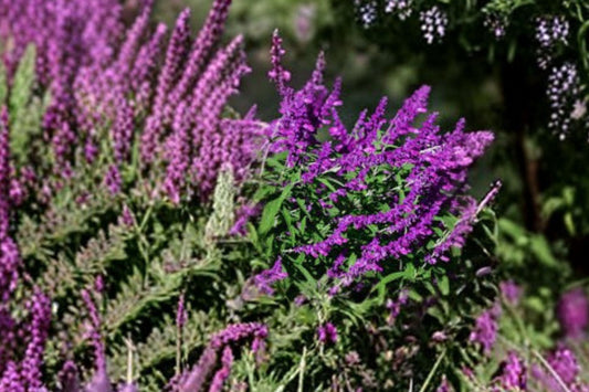 Mexican Bush Sage Santa Barbara Live Plant | Salvia leucantha Starter | Purple Flowering Pollinator Perennial | Free Shipping
