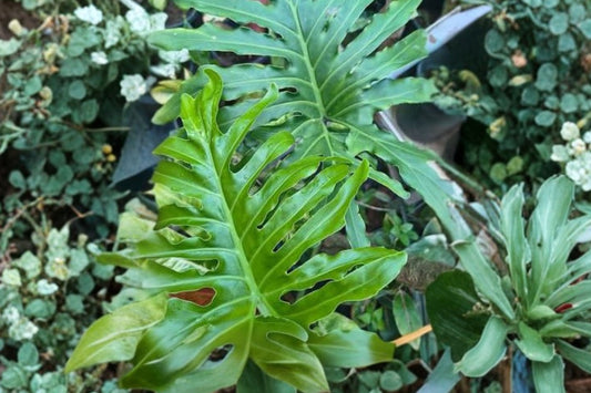 2 Philodendron Selloum Live Plants | 4" Pot Tropical Foliage Plants | Tree Philodendron | Indoor Outdoor Houseplant