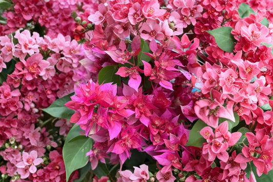 Double Red Bougainvillea Live Plant | Well Rooted Starter Plug | Rare Red Flowering Tropical Vine | USA Seller
