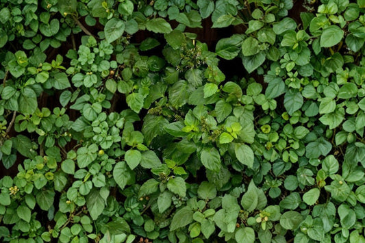 Patchouli Live Plant | Pogostemon cablin Rooted Starter Plug | Aromatic Fragrant Herb Plant | Tropical Scented Plant