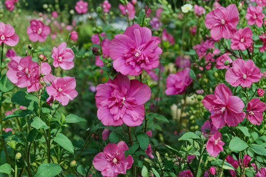 Double Magenta Rose of Sharon Live Plant | Hibiscus syriacus | Hardy Flowering Hibiscus Shrub | Heat & Cold Tolerant