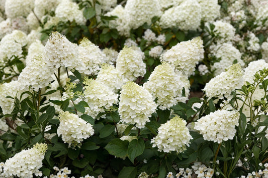 Silver Dollar Hydrangea Live Plant | Hydrangea paniculata | White to Pink Flowers | 3.5" Potted Flowering Shrub