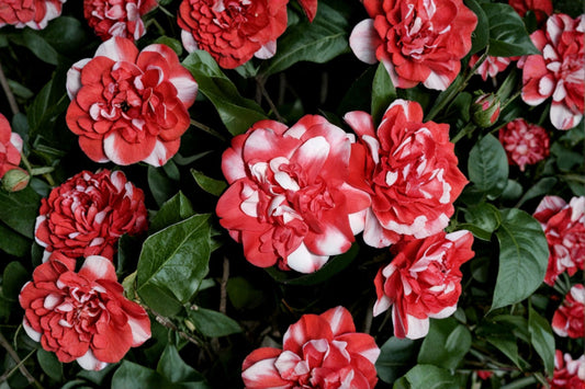Governor Mouton Camellia Japonica Live Plant | Red Variegated Camellia | 4L Starter Shrub | Evergreen Flowering Plant
