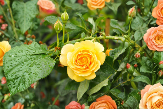 Julia Child™ Floribunda Rose Live Plant | Golden Yellow Repeat Blooming Rose | Fragrant Garden Shrub | 1 Quart Plant
