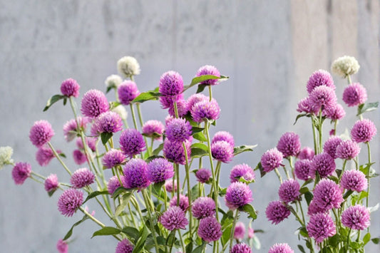 3 Ping Pong Purple Gomphrena Live Plants | Globe Amaranth Starter Plants | Purple Flowering Pollinator Garden Annual