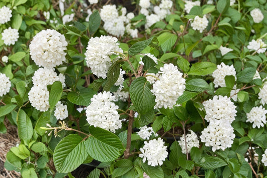 Mary Milton Viburnum Live Plant | Pink Japanese Snowball Viburnum | 3.5" Pot | Flowering Shrub Starter Plant