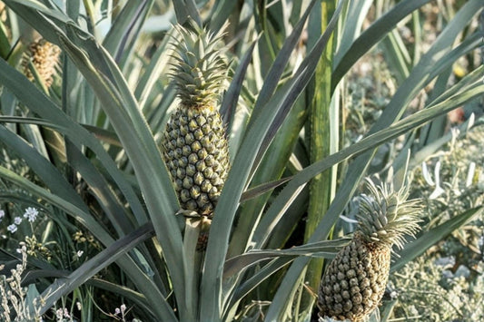 Florida Special Pineapple Live Plant | Ananas comosus Starter | Tropical Fruit Plant | Container Garden Pineapple