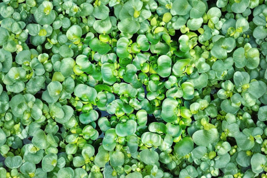 25 Jumbo Water Hyacinth Live Plants | Floating Pond Plants | Koi Pond Aquatic Plants | Water Garden Plants