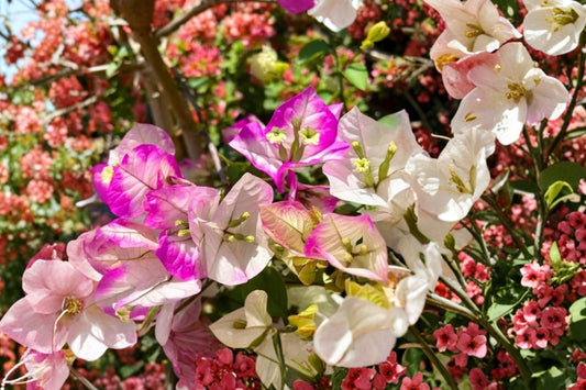 2 Imperial Thai Delight Bougainvillea Live Plants | 4–6" Rooted Starters | Variegated Tropical Flowering Plants | No Pot