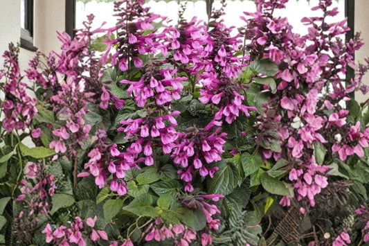 3 Vietnamese Magenta Leaf La Cam Live Plants | Rooted Cuttings | Purple Foliage Herb Starter Plants | No Pots