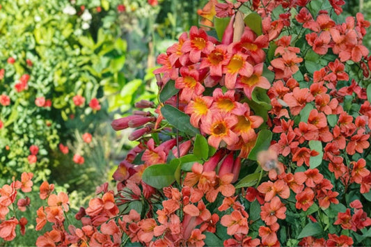 Golden Crossvine Live Plant | Bignonia capreolata | 1+ Ft Bare Root Starter Vine | Hardy Flowering Climber