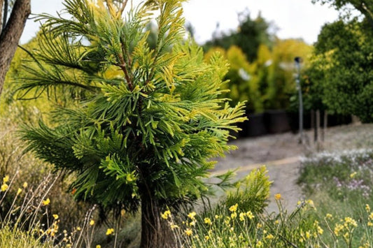 Forever Goldy Arborvitae Live Plant | Golden Thuja Evergreen Shrub | 2.5 QT Potted Conifer | Landscape Accent Plant