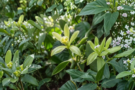 Vanilla Bean Orchid Live Plant | Vanilla planifolia | Tropical Climbing Orchid Vine | Edible Vanilla Plant Starter