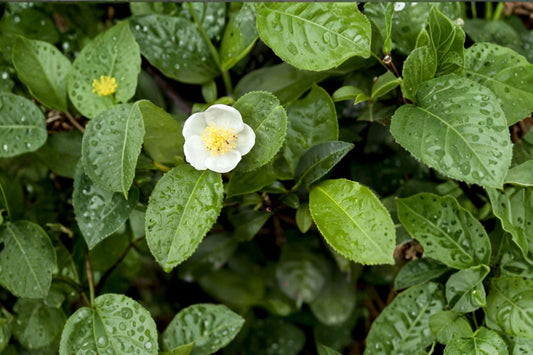 Green Tea Plant Live | Camellia sinensis | Tea Leaf Plant | Evergreen Edible Garden Shrub | Live Starter Plant