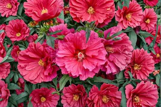 Watermelon Ruffles Hardy Hibiscus Live Plant | Bush Hibiscus | Ruffled Pink Flowering Perennial | 2.5" Potted Starter