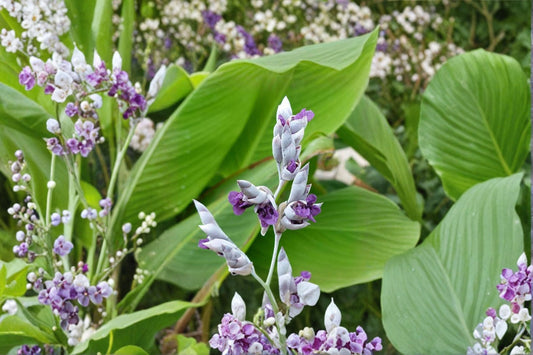 Thalia dealbata Live Pond Plant | Hardy Water Canna | Aquatic Marginal Bog Plant | Purple Flowers | Buy 2 Get 1 Free