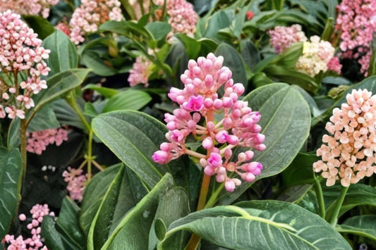 Medinilla myriantha Live Plant | Malaysian Orchid AKA Malaysian Grapes | Rare Tropical Flowering Houseplant