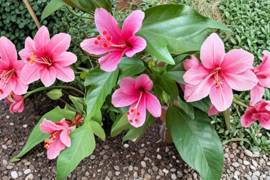Cele Tinney Tropical Hibiscus Live Plant | Double Crested Pink Hibiscus | Heirloom Flowering Shrub | Collector Plant
