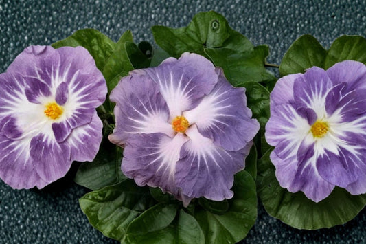 Blackberry Jam Cajun Hibiscus Live Plant | Tropical Hibiscus Starter | Exotic Dark Pink Flowering Plant | Collector Hibiscus