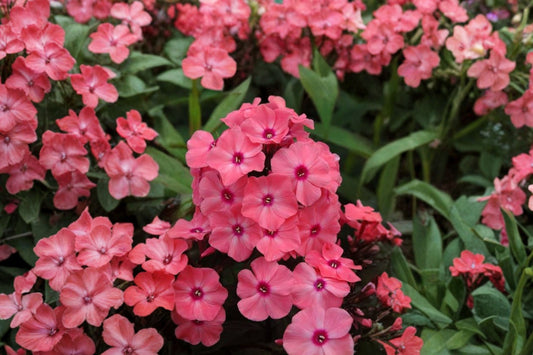 Coral Crème Drop Garden Phlox Live Plant | Phlox paniculata | Coral Pink Flowering Perennial Starter | Free Shipping