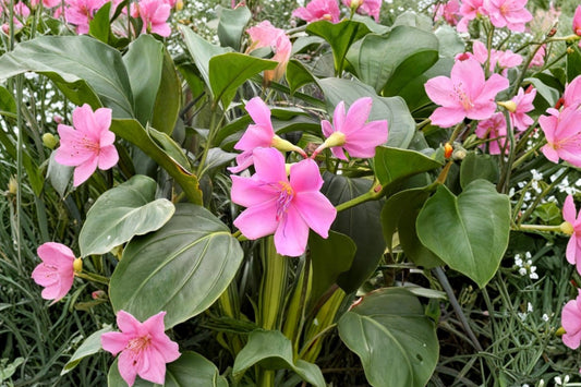 Medinilla apoensis Philippine Pink Live Plant | Tropical Flowering Houseplant | Pink Medinilla Collector Plant