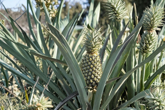 Florida Special Pineapple Live Plant | Ananas comosus | Tropical Fruit Plant | Rooted Pineapple Starter