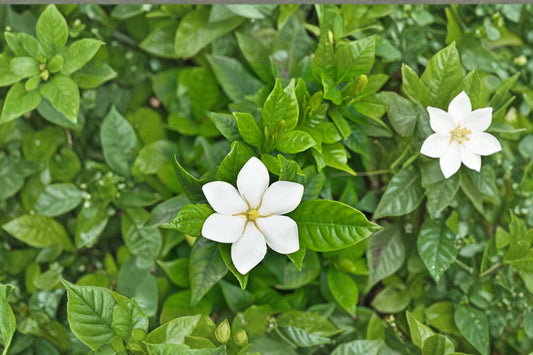 Snow Girl Gardenia Live Plant | Gardenia jasminoides | Fragrant White Flowers | Evergreen Flowering Shrub Starter