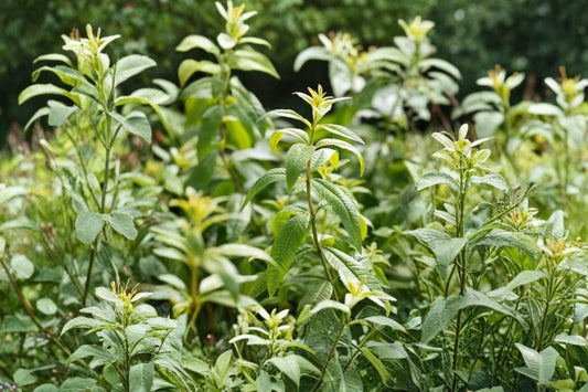 Lemon Verbena Live Plant | Aloysia citrodora | Organic Aromatic Herb Starter | Fragrant Tea Garden Plant | Free Shipping