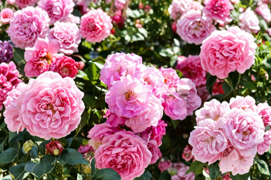 Peggy Martin Climbing Rose Live Plant | 2–3 Ft Tall | 3 Gallon Pink Climbing Rose | Hardy Vigorous Flowering Vine