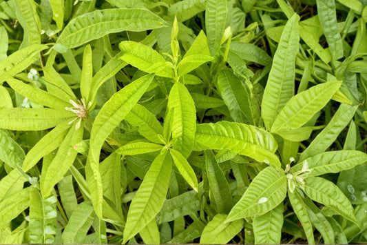 Lemon Verbena Live Plant | 4" Nursery Grown Aromatic Culinary Herb | Aloysia citrodora | Ships Without Pot